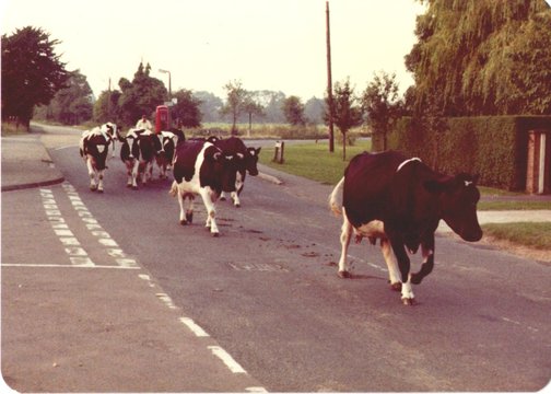 High Street<br>with cows
