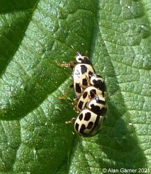 14-spot Ladybird