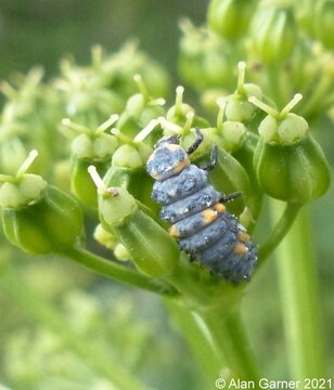 7-spot Ladybird