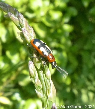 Asparagus Beetle