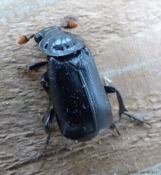 Black Sexton Beetle