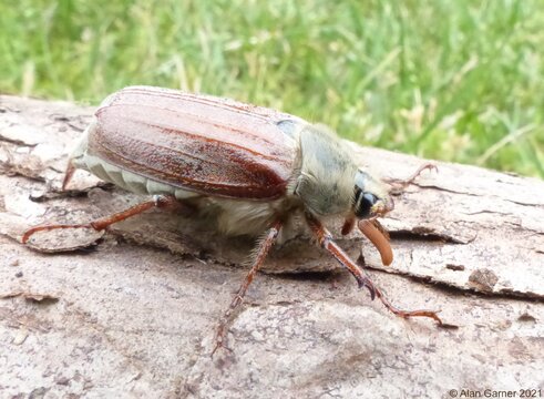 Cockchafer