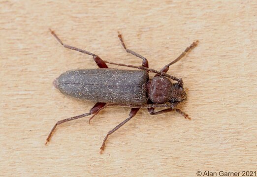 Dusky Longhorn Beetle