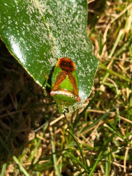 Green Shield Bug