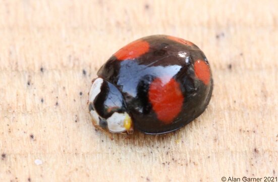 Harlequin Ladybird