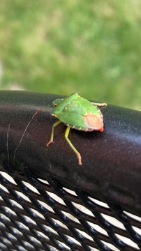 Hawthorn Shield Bug