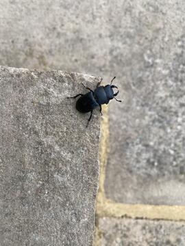 Lesser Stag Beetle