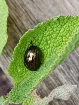 Rosemary Leaf Beetle