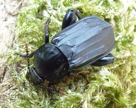 Shore Sexton Beetle