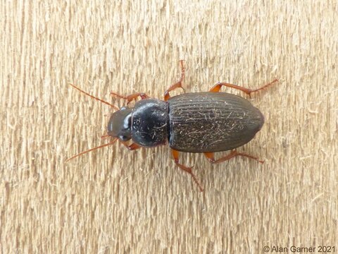 Strawberry Seed Beetle