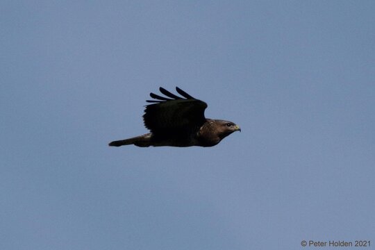 Buzzard