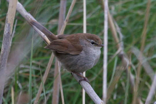 Cetti's Warbler