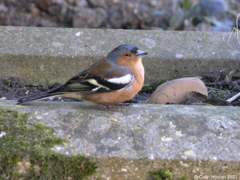 Chaffinch