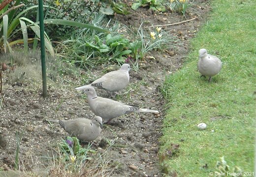 Collared Dove