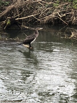 Cormorant