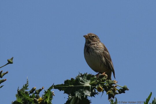 Corn Bunting