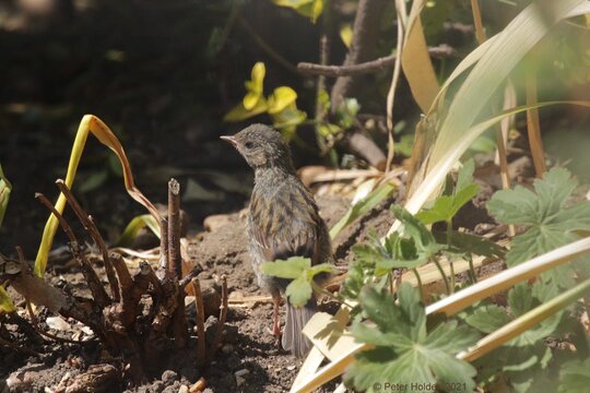 Dunnock