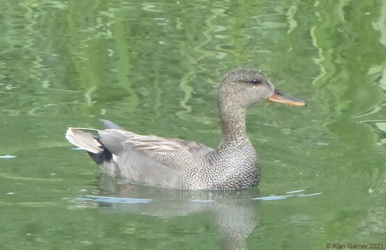 Gadwall