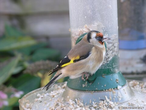 Goldfinch