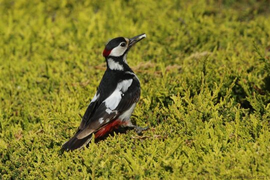Great Spotted Woodpecker
