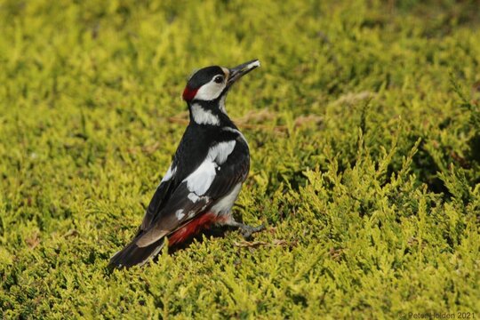 Great Spotted Woodpecker