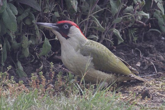 Green Woodpecker