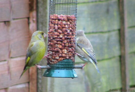 Greenfinch