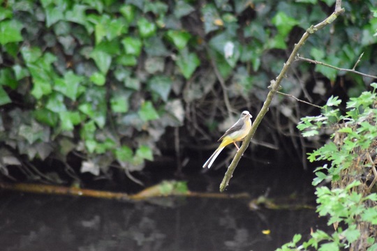 Grey Wagtail