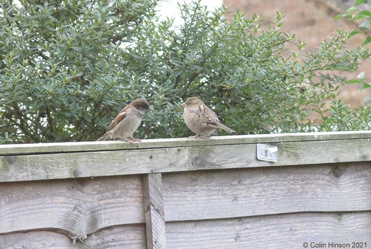 House Sparrow