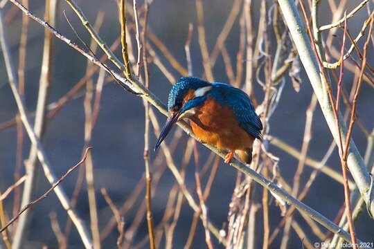 Kingfisher