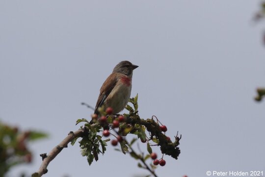 Linnet