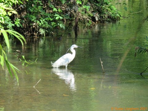 Little Egret