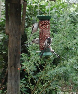 Long-tailed Tit