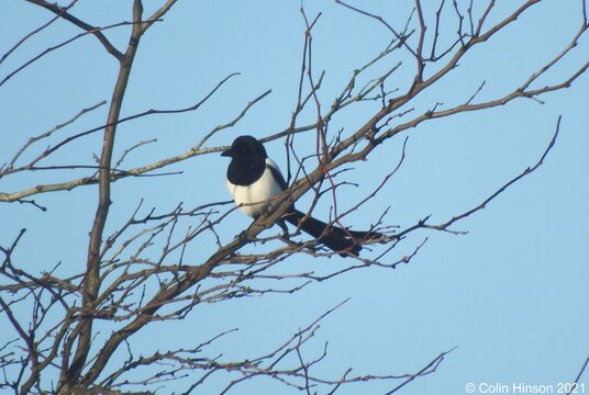 Magpie