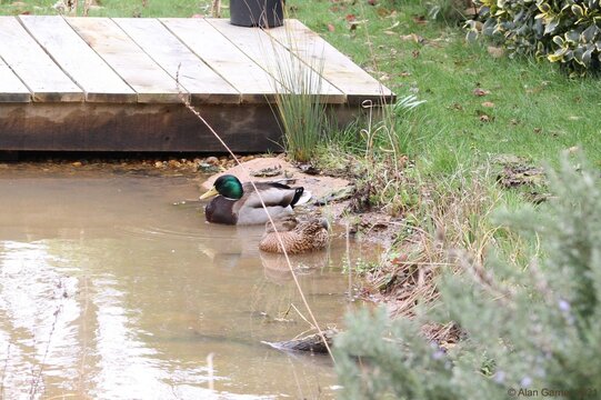 Mallard