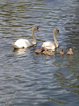 Mute Swan