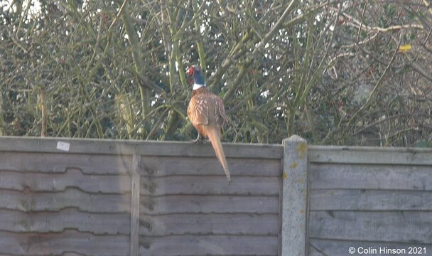 Pheasant