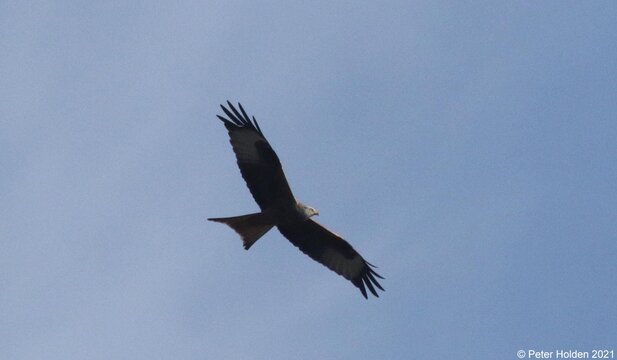 Red Kite