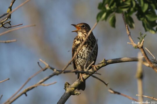 Song Thrush