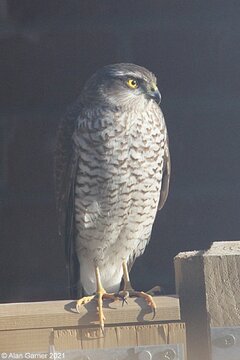 Sparrowhawk