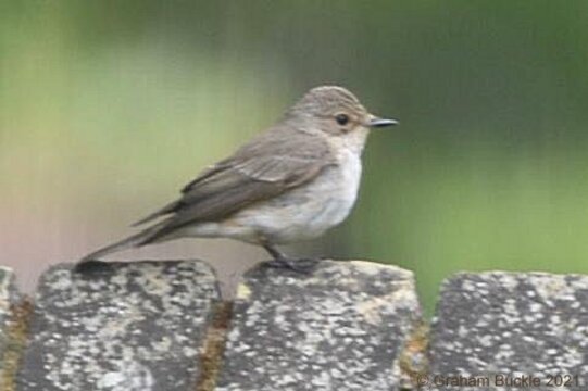 Spotted Flycatcher