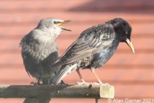 Starling