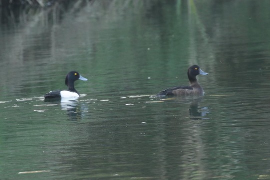 Tufted Duck