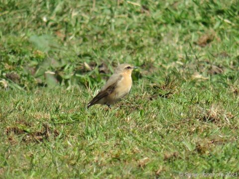 Wheatear