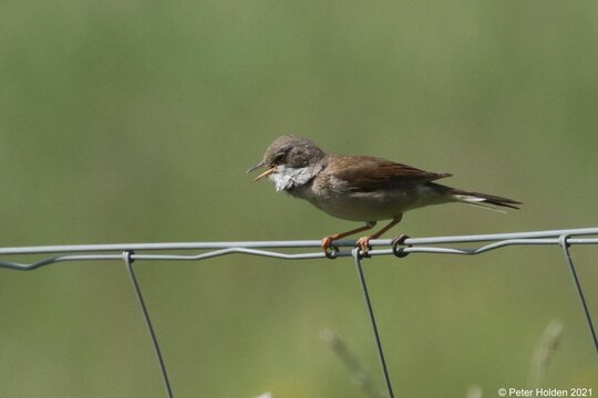 Whitethroat