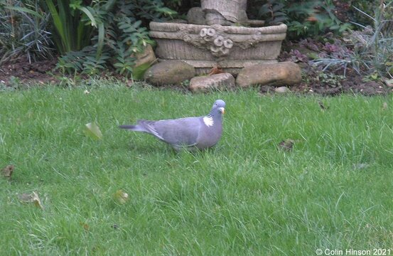 Woodpigeon