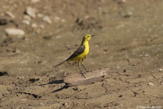 Yellow Wagtail