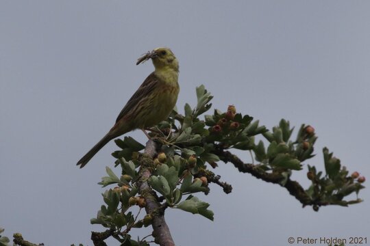 Yellowhammer