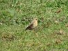 Wheatear=0052.jpg