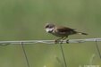 Whitethroat=0053.jpg